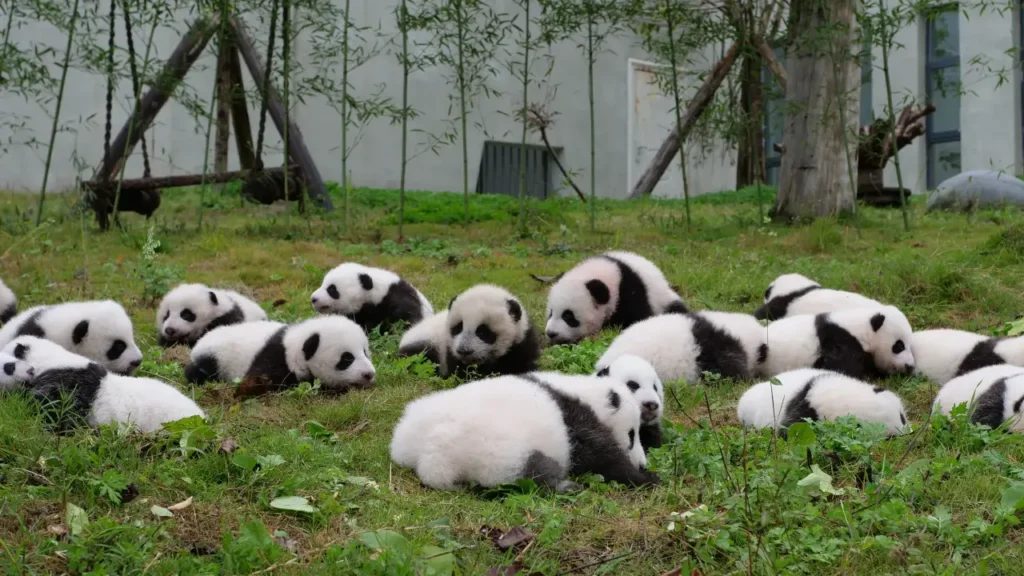 Sichuan Giant Panda Sanctuaries 0-3