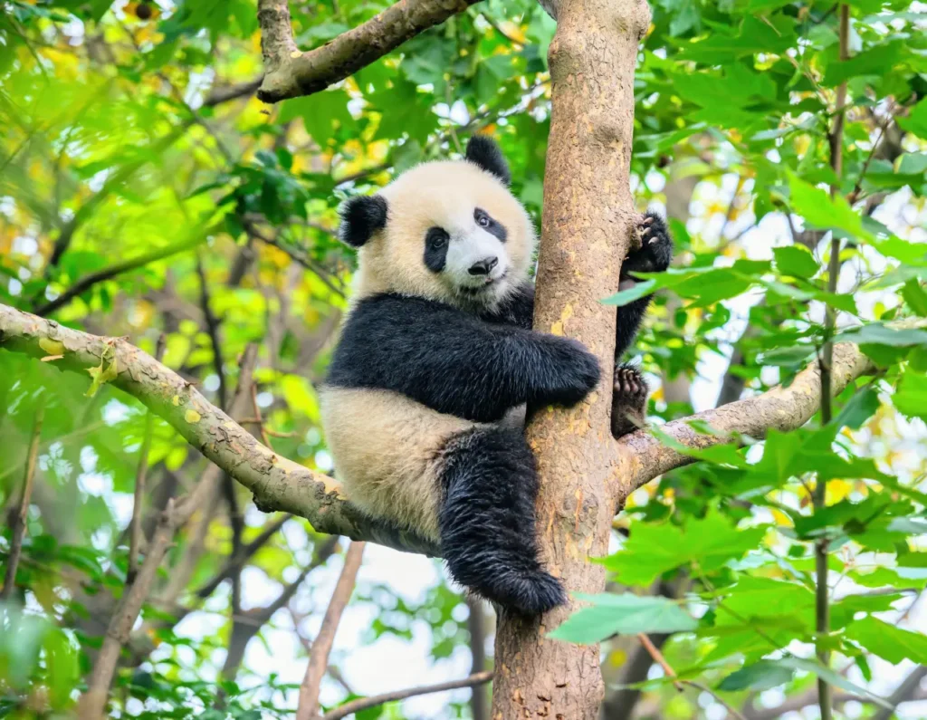 Sichuan Giant Panda Sanctuaries 0-4