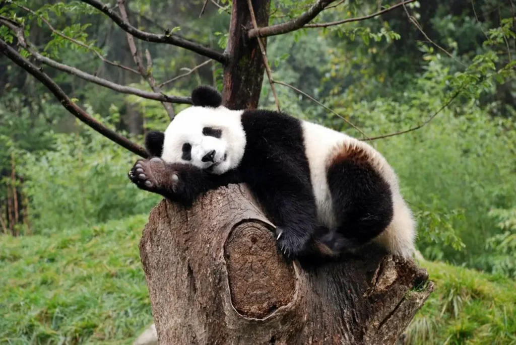 Sichuan Giant Panda Sanctuaries 0-6