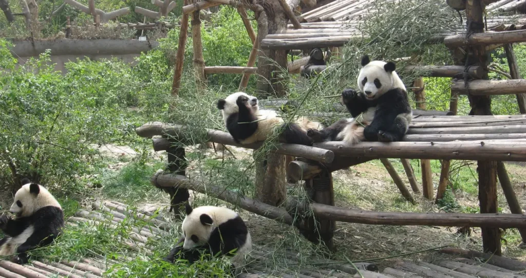 Sichuan Giant Panda Sanctuaries 0-7