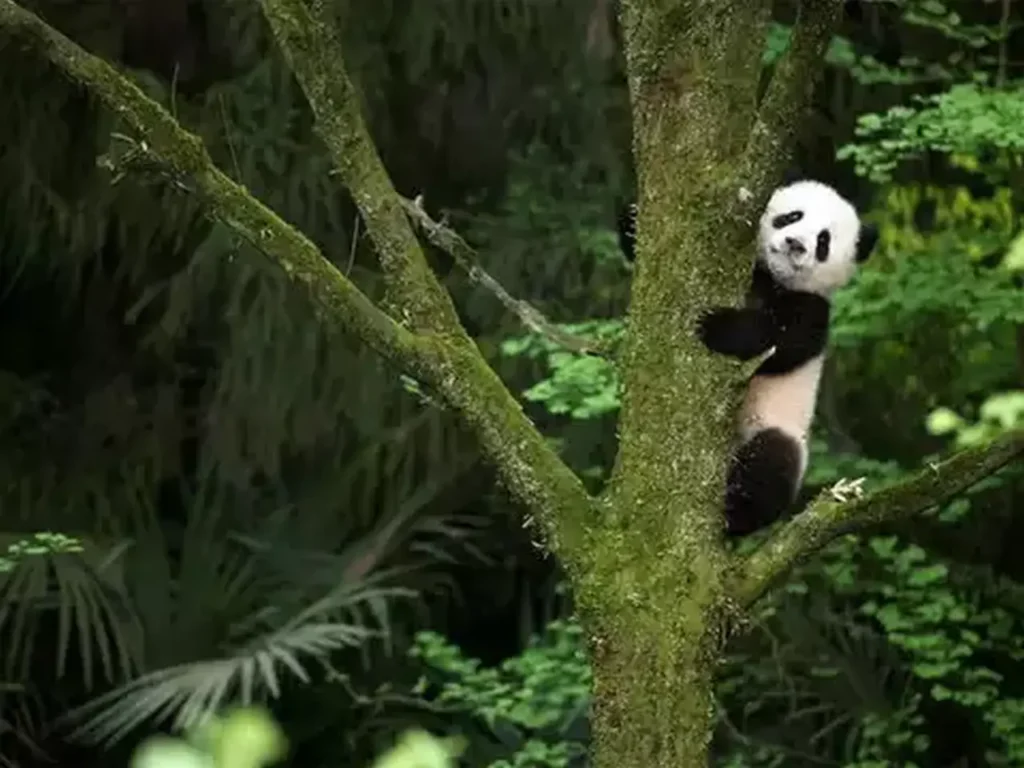 Sichuan Giant Panda Sanctuaries 0-8