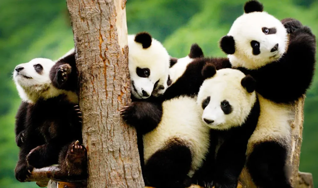 Sichuan Giant Panda Sanctuaries 0-9