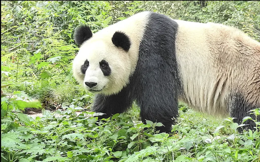 Sichuan Giant Panda Sanctuaries 000