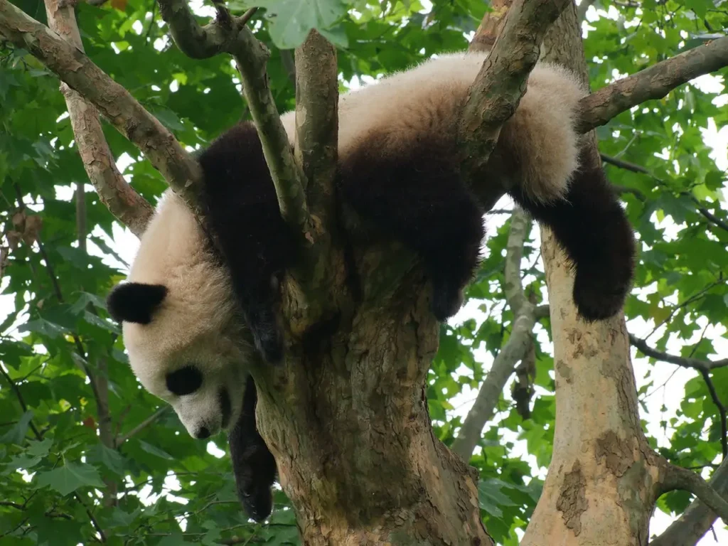 Sichuan Giant Panda Sanctuaries 0000