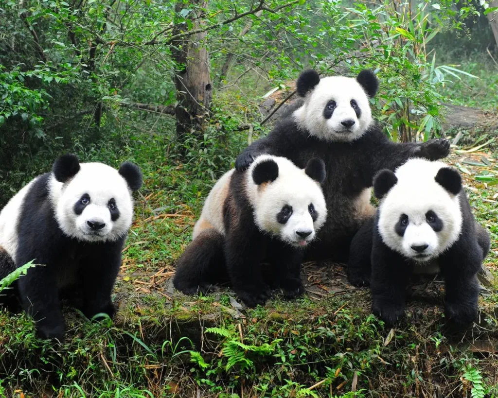 Sichuan Giant Panda Sanctuaries 1-0