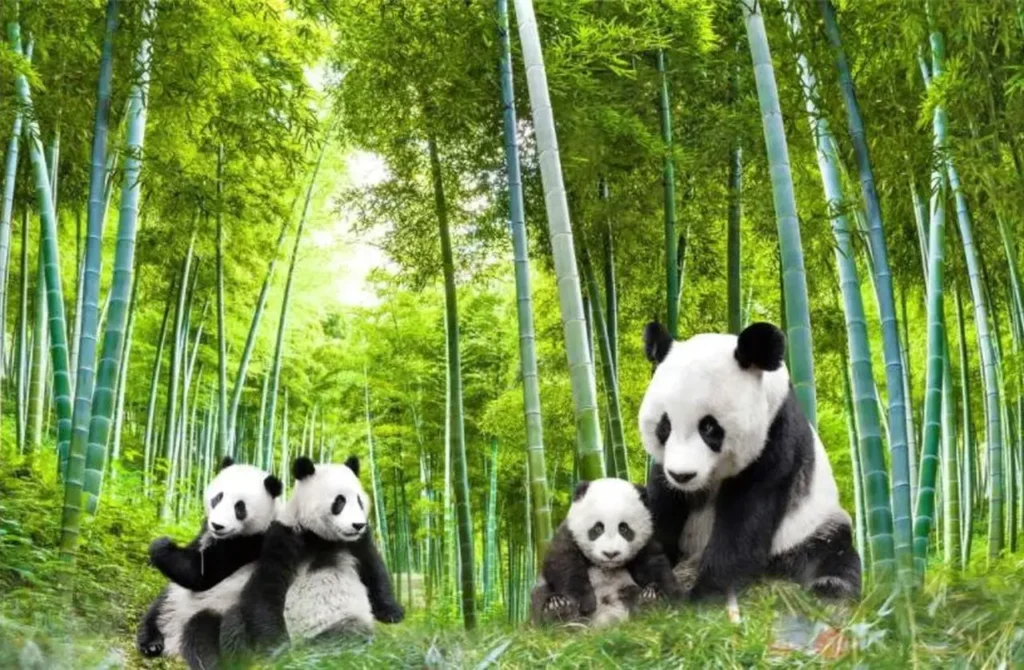 Sichuan Giant Panda Sanctuaries 1-11