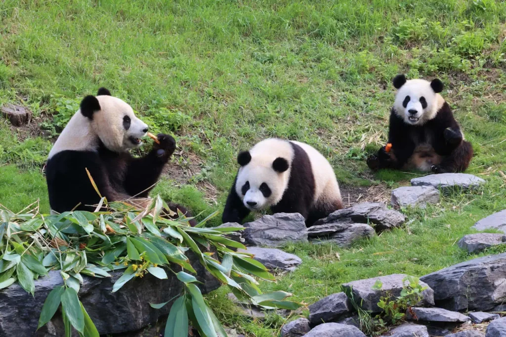 Sichuan Giant Panda Sanctuaries 1-12