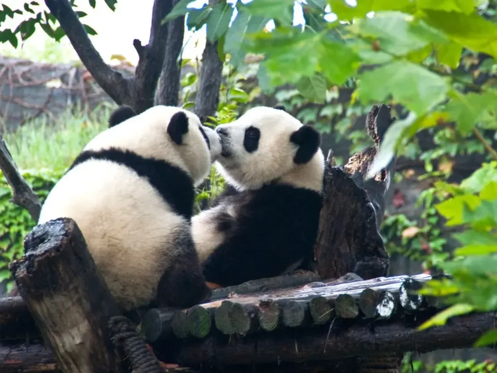 Sichuan Giant Panda Sanctuaries 1-13