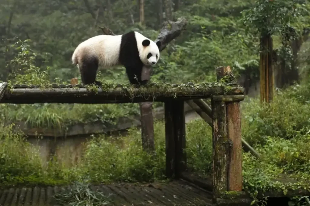 Sichuan Giant Panda Sanctuaries 1-2