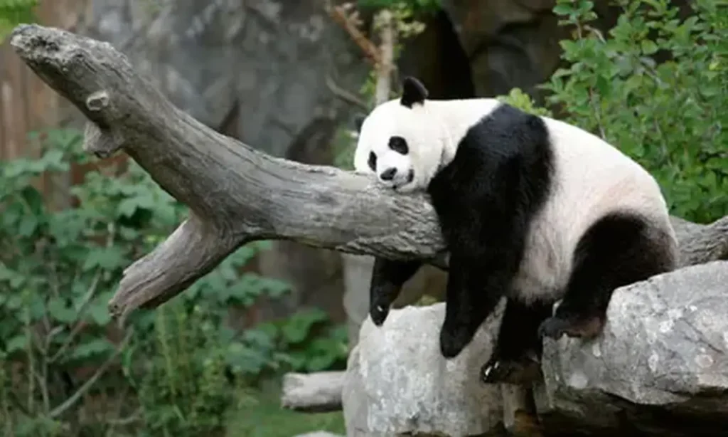 Sichuan Giant Panda Sanctuaries 1-3