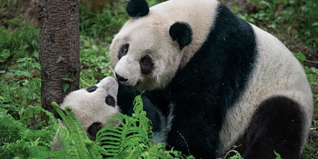 Sichuan Giant Panda Sanctuaries 1-5