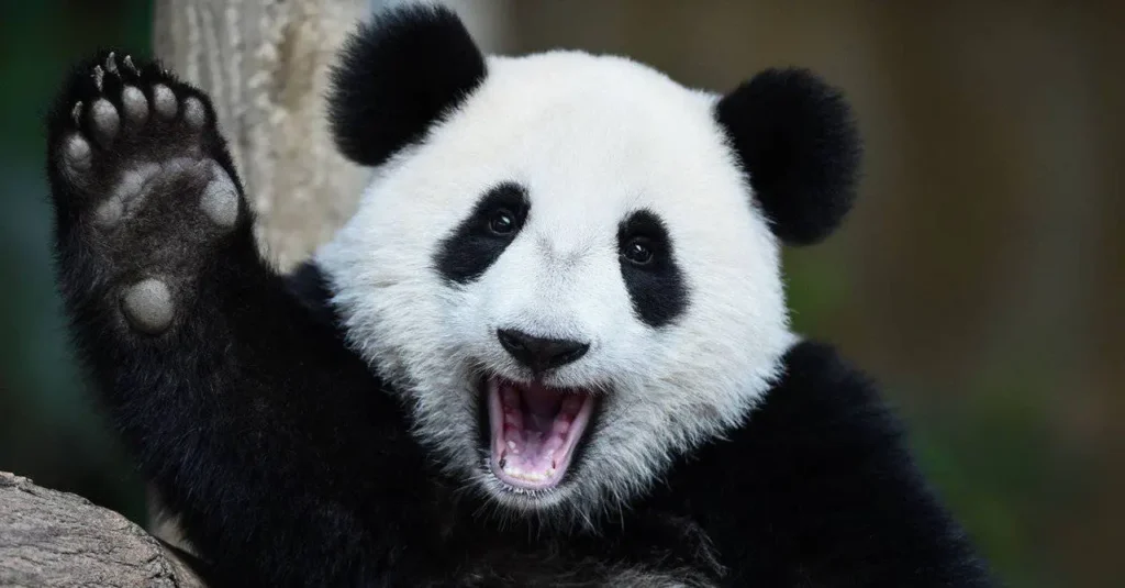 Sichuan Giant Panda Sanctuaries 1-7
