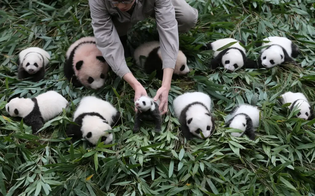 Sichuan Giant Panda Sanctuaries 1-8
