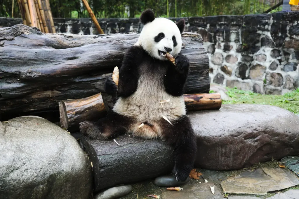 Sichuan Giant Panda Sanctuaries 1-9