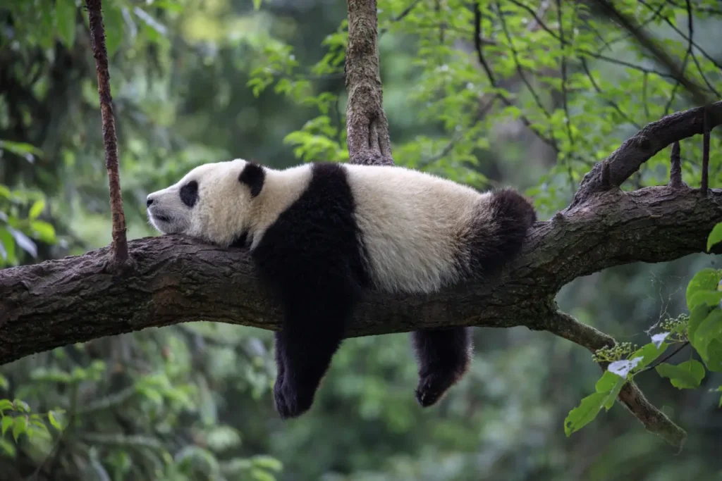Sichuan Giant Panda Sanctuaries 3-2