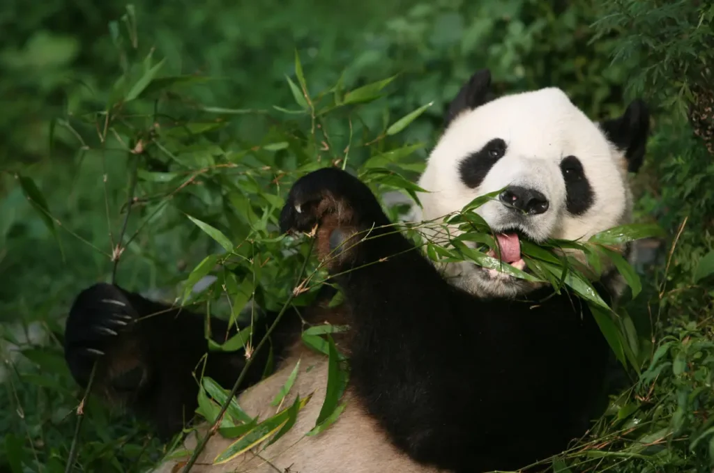 Sichuan Giant Panda Sanctuaries 4-1