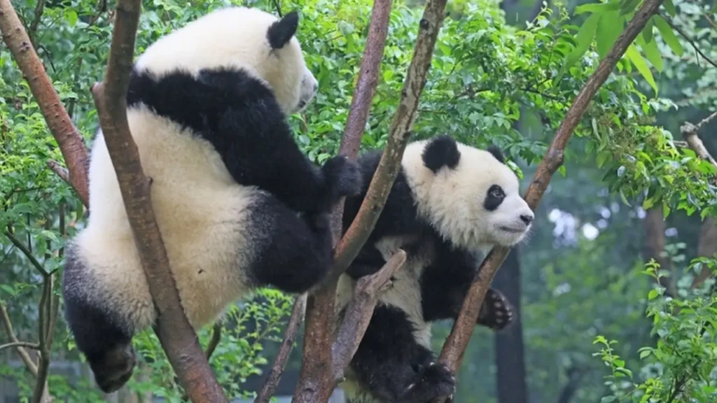 Sichuan Giant Panda Sanctuaries 4-4