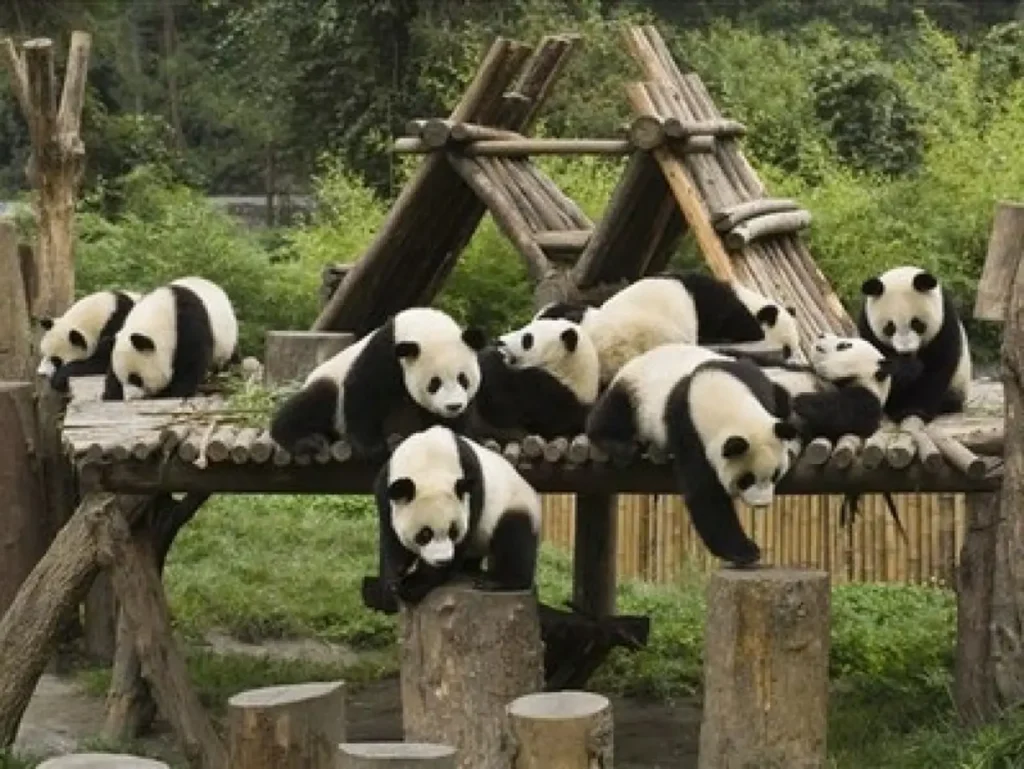 Sichuan Giant Panda Sanctuaries 5-1