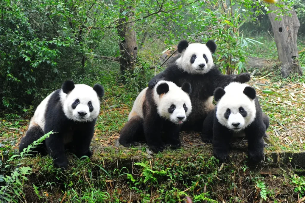 Sichuan Giant Panda Sanctuaries 5-2