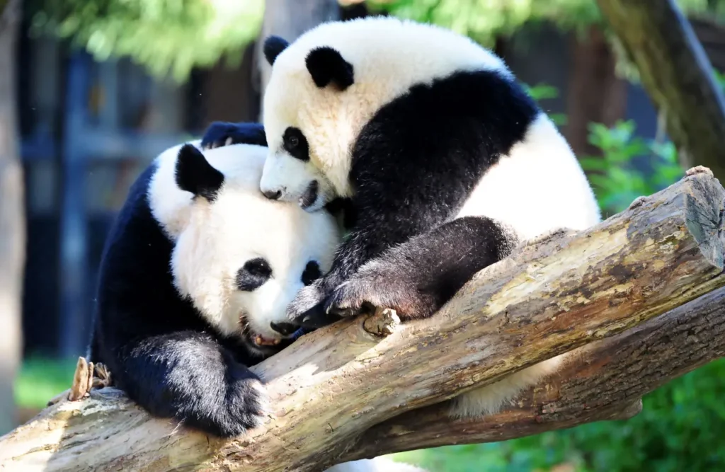 Sichuan Giant Panda Sanctuaries 5-3