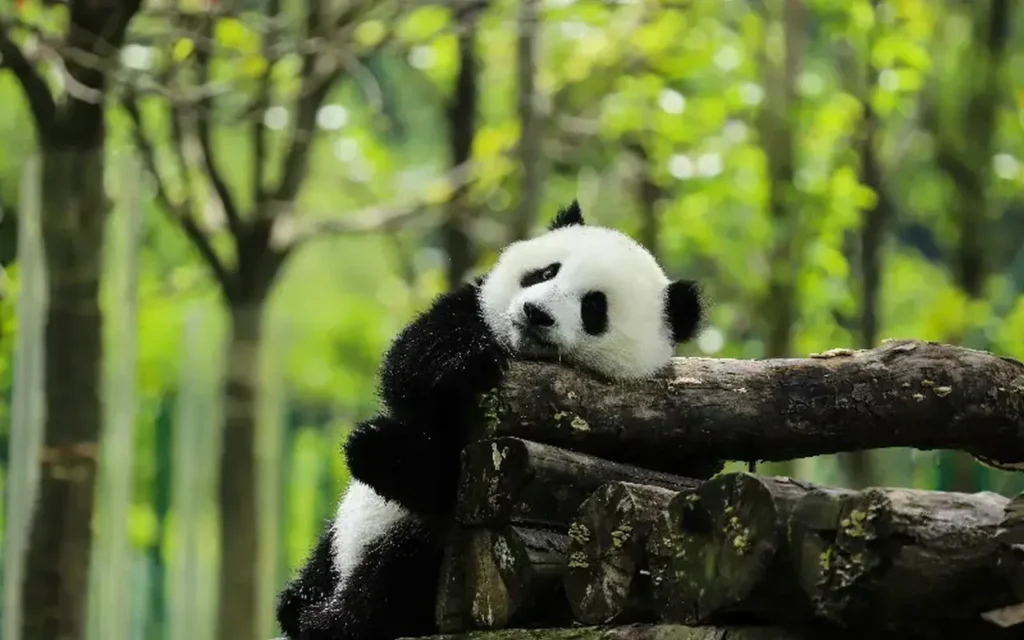 Sichuan Giant Panda Sanctuaries 5-4