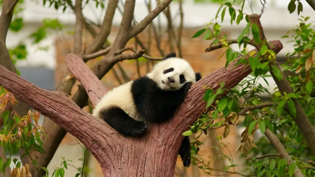 Sichuan Giant Panda Sanctuaries 5-6