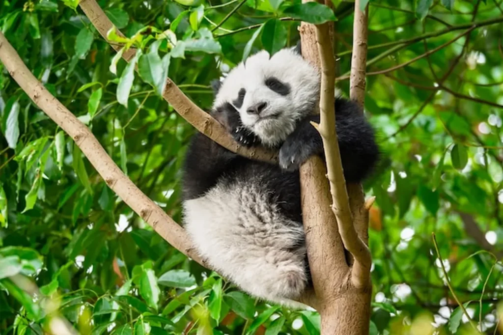 Sichuan Giant Panda Sanctuaries 5-7