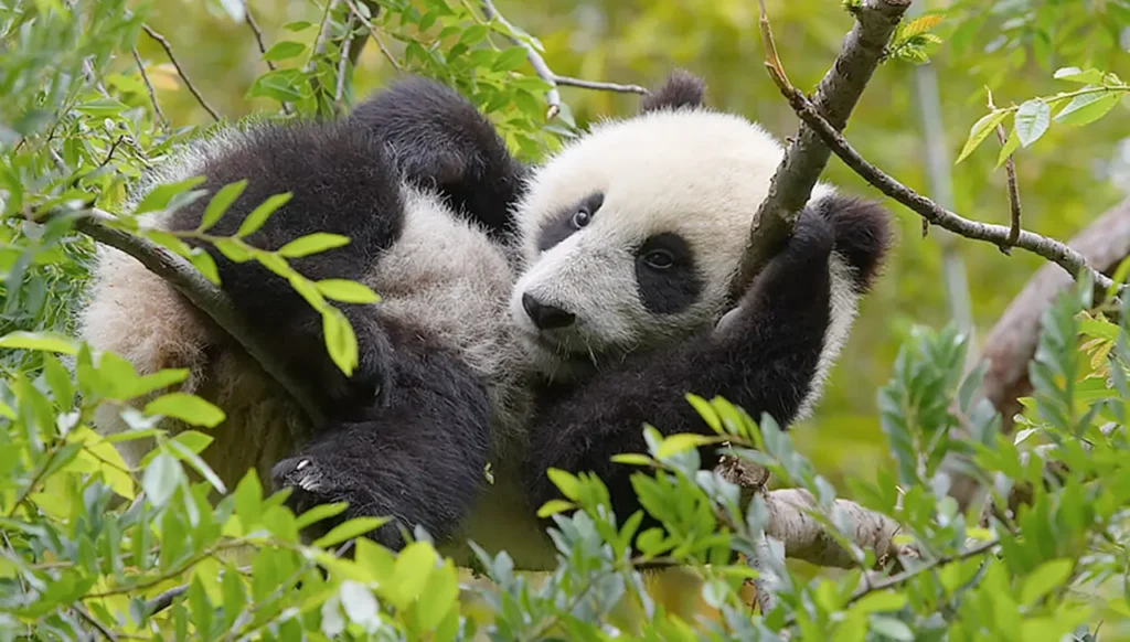 Sichuan Giant Panda Sanctuaries 5-9