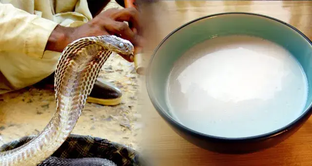 Snakes Drink Milk 3