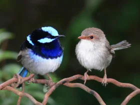 Splendid Fairy Wren 27