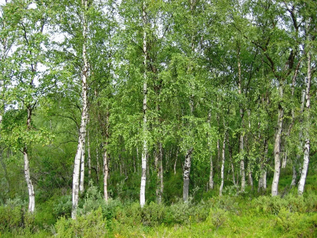 Summary Of The Most Famous And Popular Trees In Finland 4