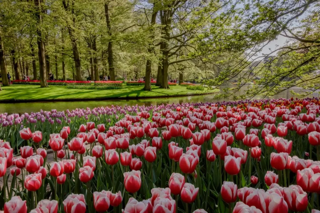 The Most Famous And Unique Flowers In Belgium 2