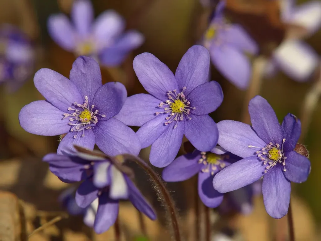 The Top Most Famous And Popular Flowers In Norway 3