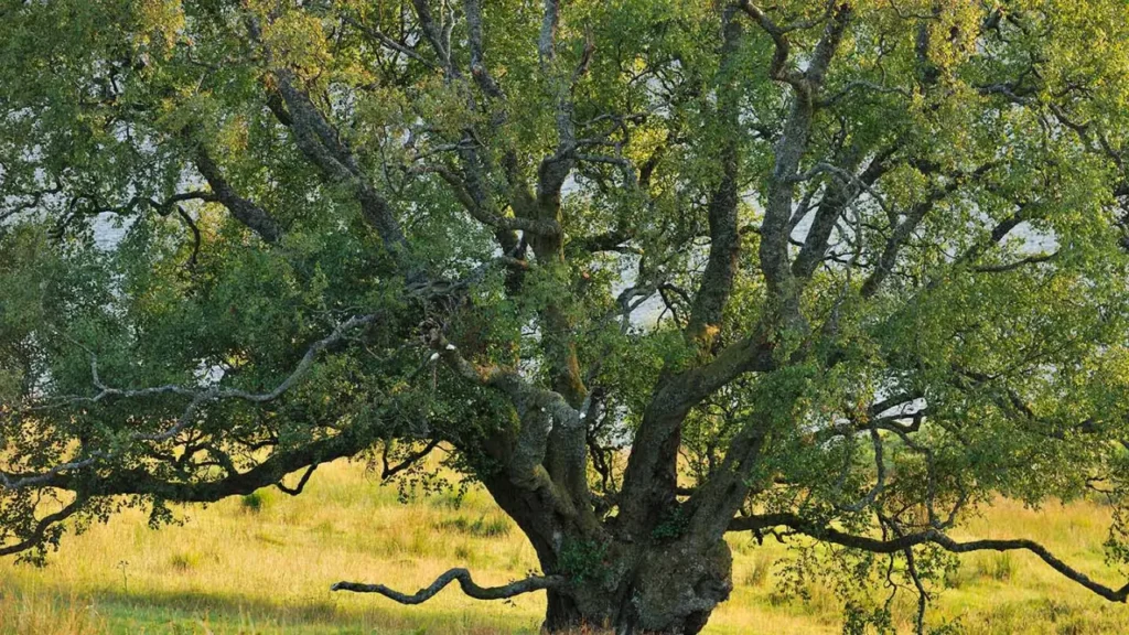 Top Eight Famous Tree Species And Well-known In Norway 2