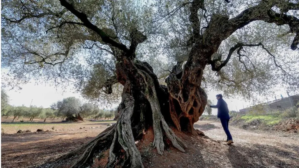 Top Eight Famous Trees In Italy 6