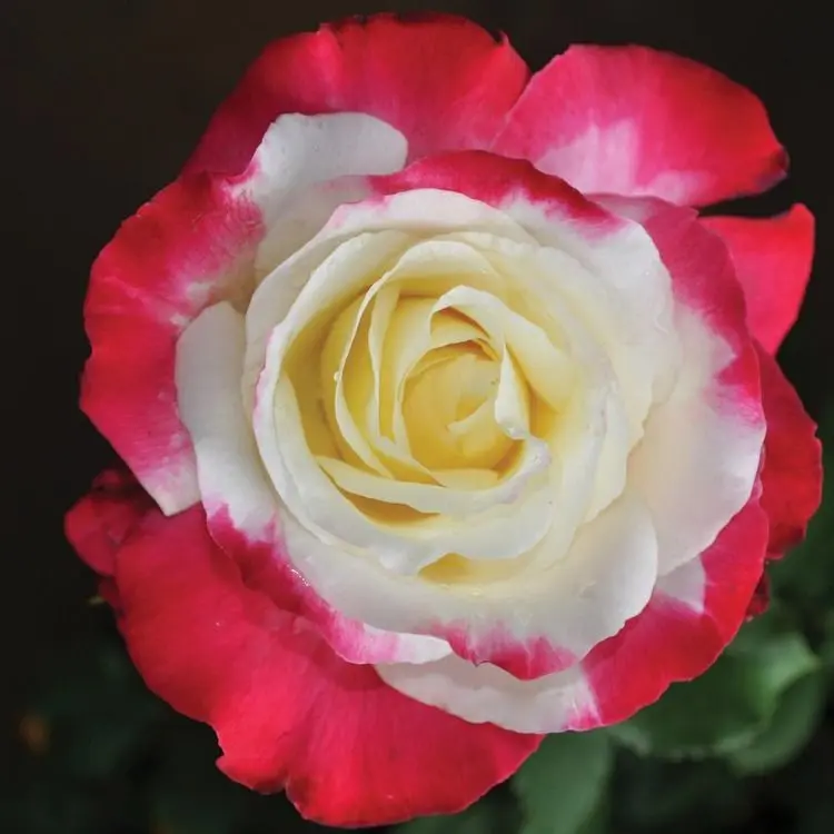 Tudor Rose 10