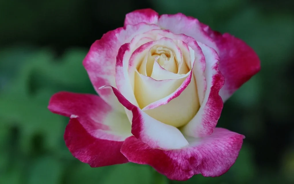 Tudor Rose 11