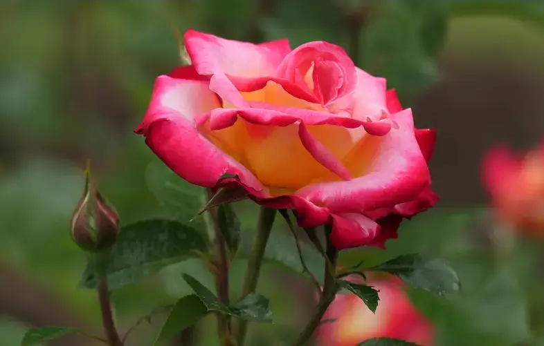 Tudor Rose 12