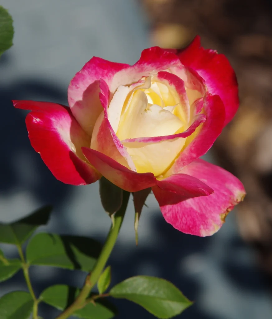 Tudor Rose 2