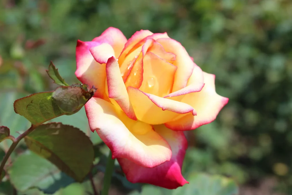 Tudor Rose 4