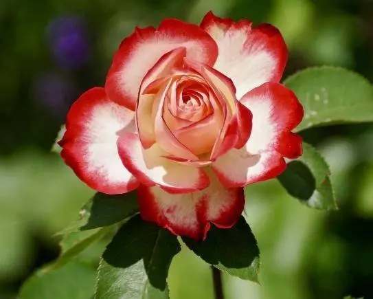 Tudor Rose 5