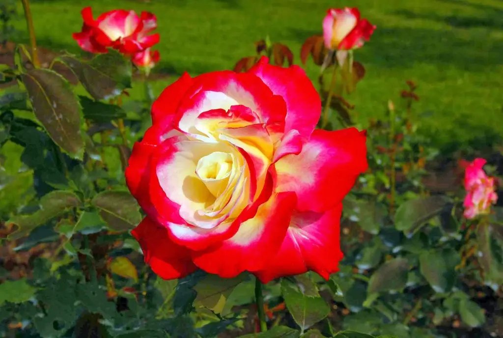 Tudor Rose 6