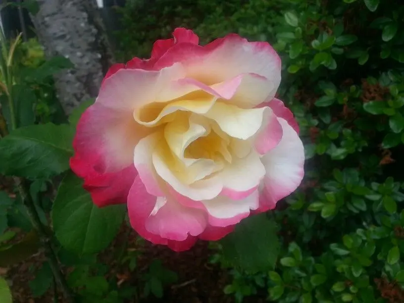 Tudor Rose 7