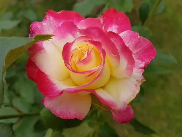 Tudor Rose 8