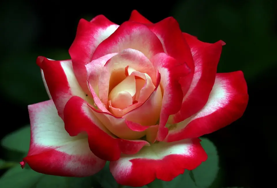 Tudor Rose 9