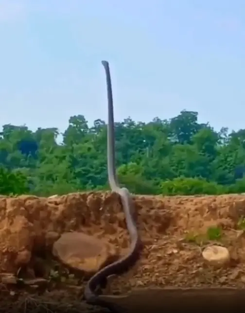 Video Of King Cobra 'standing Up' Shared By Susanta Nanda 2