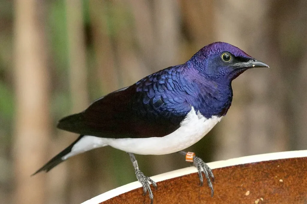 Violet-backed Starling 16