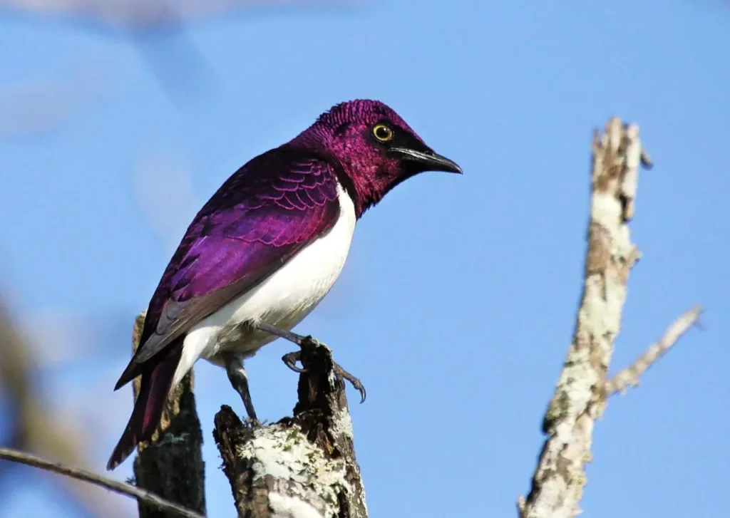 Violet-backed Starling 26