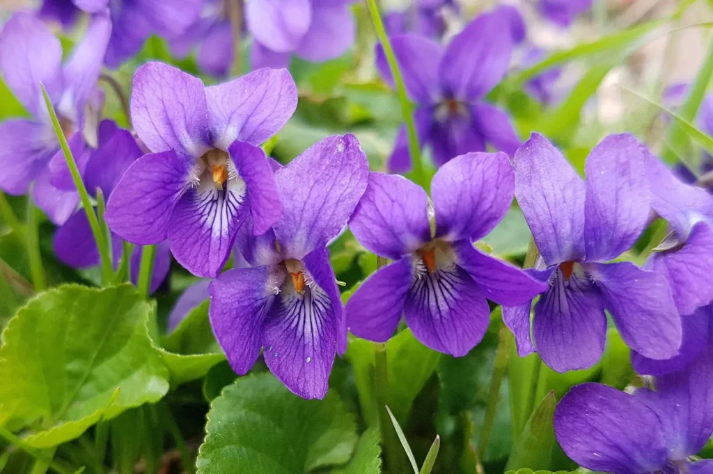Violet Flower 1