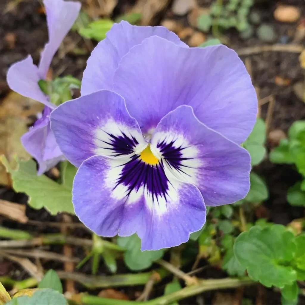 Violet Flower 10